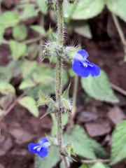 Salvia monantha