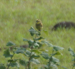Emberiza citrinella