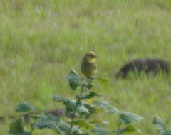 Emberiza citrinella