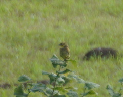 Emberiza citrinella