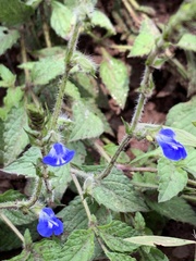 Salvia monantha