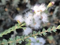 Eriocephalus