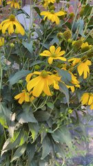 Rudbeckia laciniata
