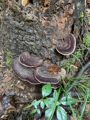 Nigroporus vinosus