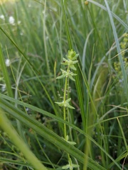 Cruciata pedemontana