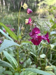 Impatiens glandulifera