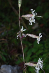 Silene nutans nutans