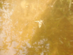 Cataclysta lemnata