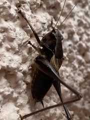 Pholidoptera griseoaptera