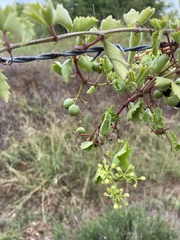 Cissus trifoliata