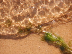 Myriophyllum