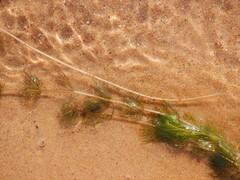 Myriophyllum