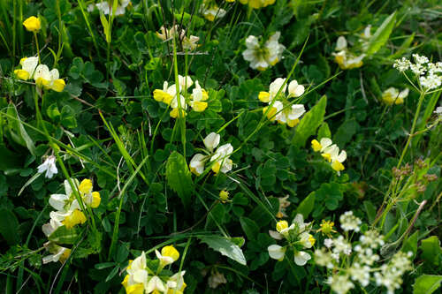 Coronilla orientalis, photograph 4