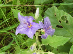 Solanum houstonii