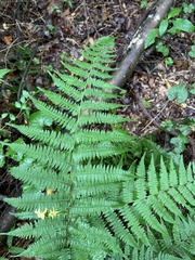 Athyrium filix-femina
