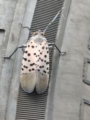 Lycorma delicatula