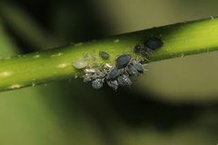 Aphis fabae