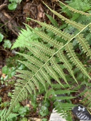 Athyrium filix-femina