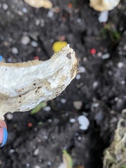 Fungi