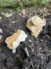 Fungi