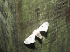 Penicillifera apicalis