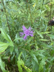 Centaurea jacea