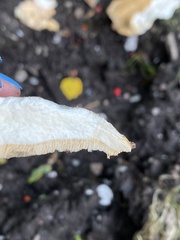 Fungi