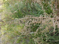 Artemisia sieversiana