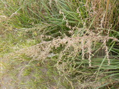Artemisia sieversiana