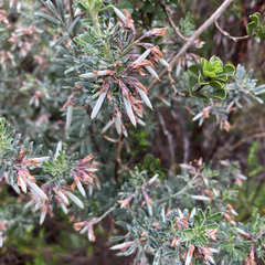 Indigofera brachystachya