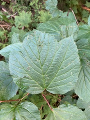 Viburnum edule