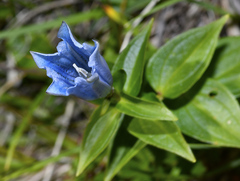 Gentiana asclepiadea