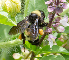 Bombus pensylvanicus