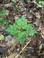 Sceptridium dissectum