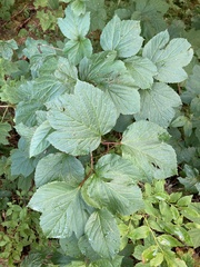 Viburnum edule