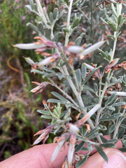 Indigofera brachystachya