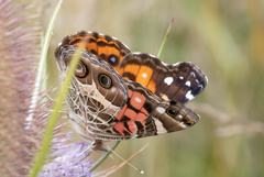 Vanessa virginiensis