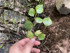 Betula occidentalis