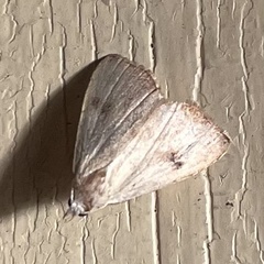 Rivula sericealis
