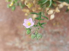 Spergularia