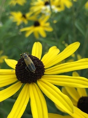 Chauliognathus pensylvanicus