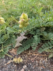 Astragalus cicer