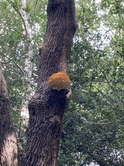 Laetiporus sulphureus
