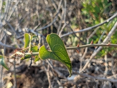 Smilax aspera