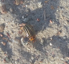 Leptinotarsa decemlineata