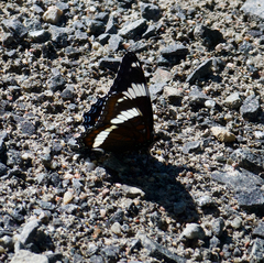 Limenitis arthemis arthemis