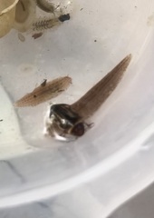 Platambus maculatus