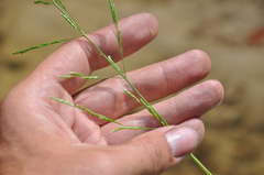 Glyceria nemoralis