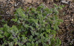 Pelargonium alternans