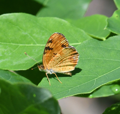 Phyciodes cocyta